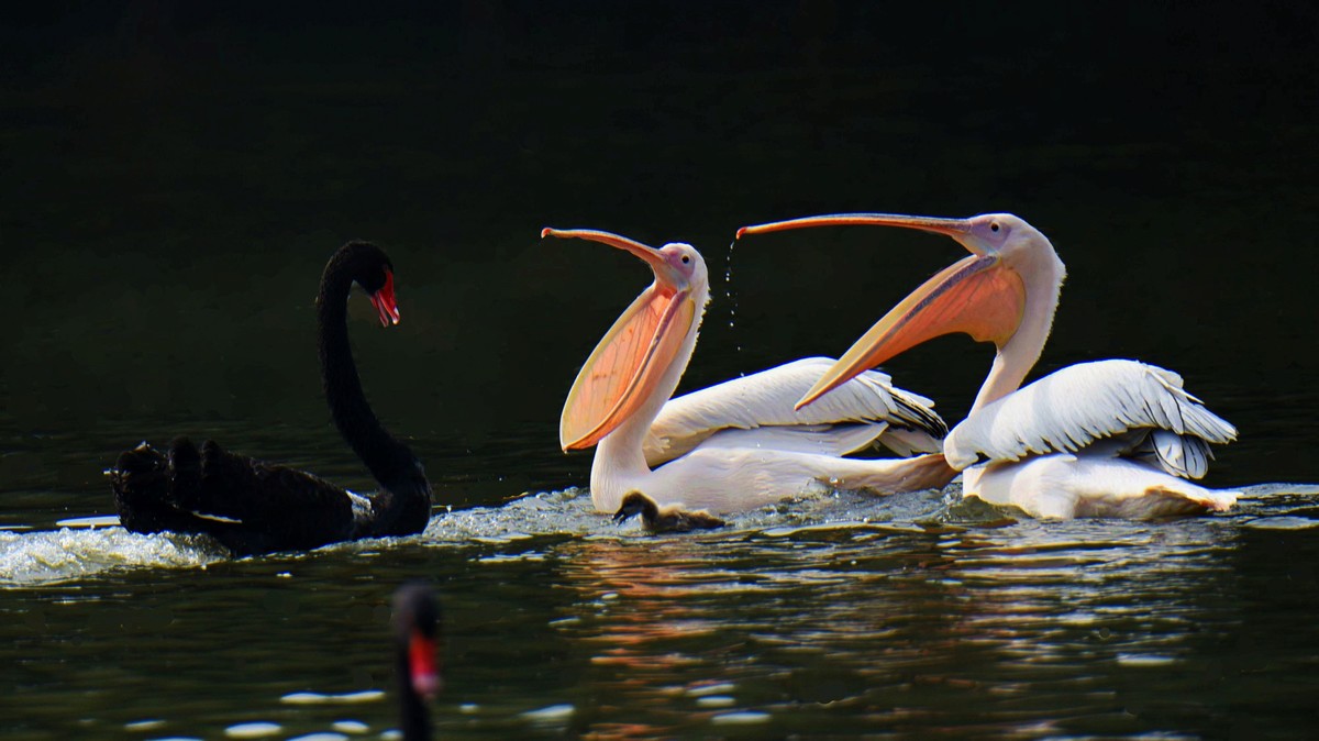 【2017】天鹅湖（14）：丑小鸭险遭生吞，黑天鹅舍命救崽
