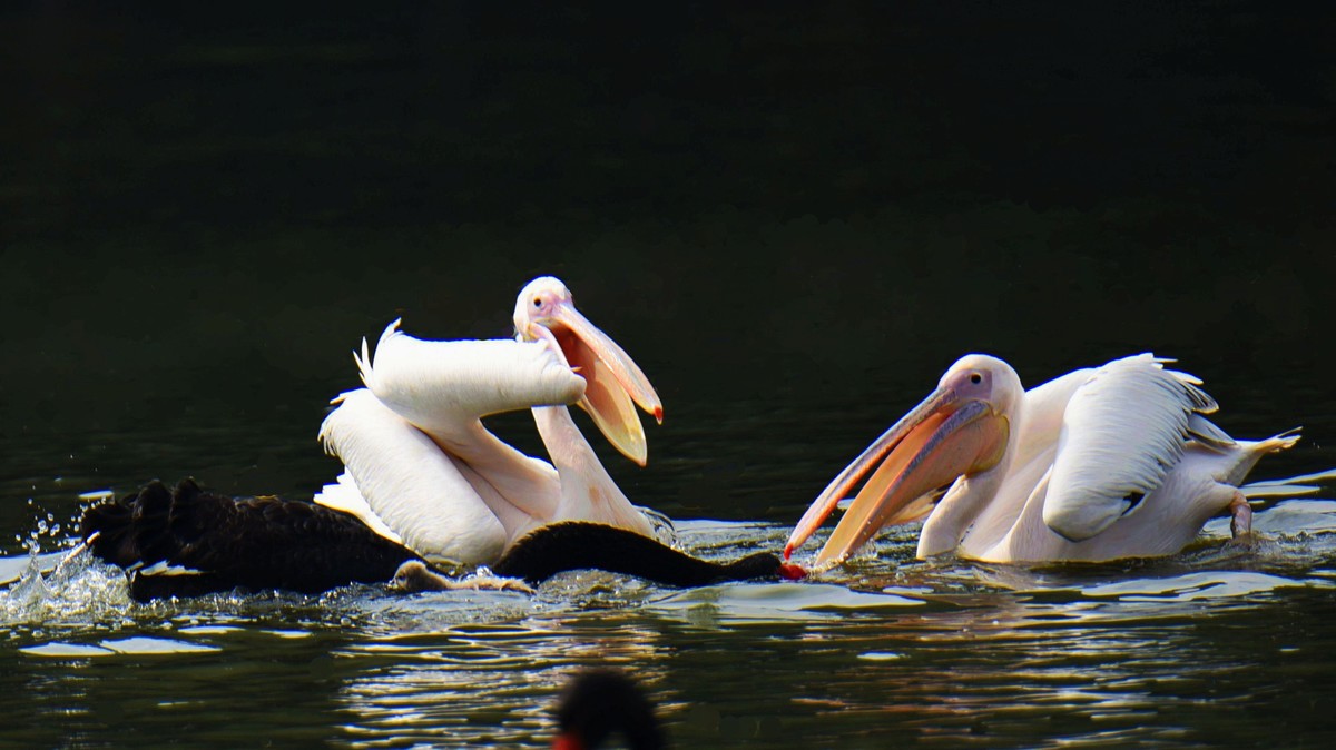 【2017】天鹅湖（14）：丑小鸭险遭生吞，黑天鹅舍命救崽