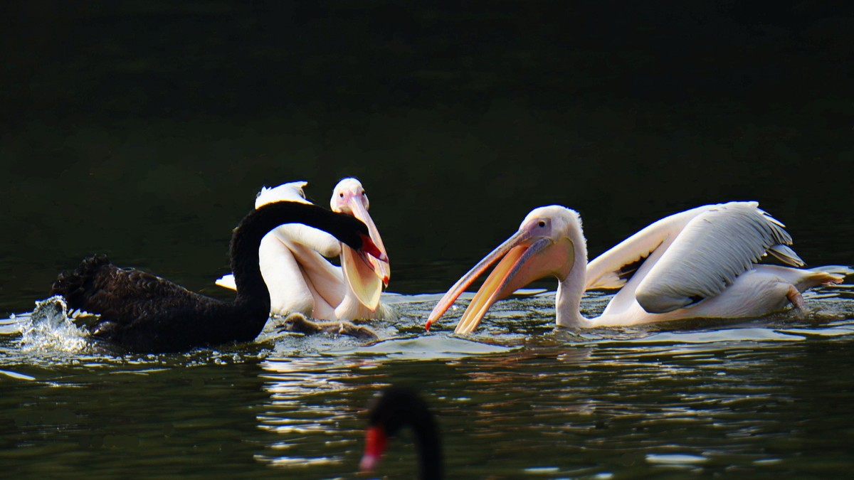 【2017】天鹅湖（14）：丑小鸭险遭生吞，黑天鹅舍命救崽