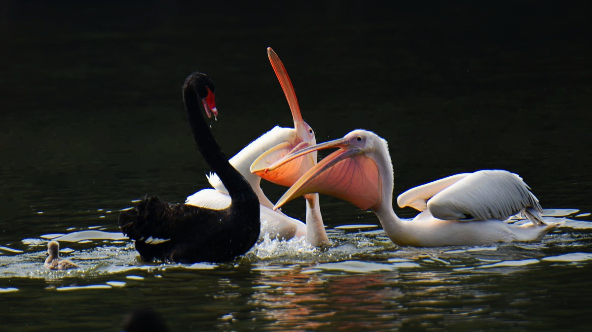 【2017】天鹅湖（14）：丑小鸭险遭生吞，黑天鹅舍命救崽