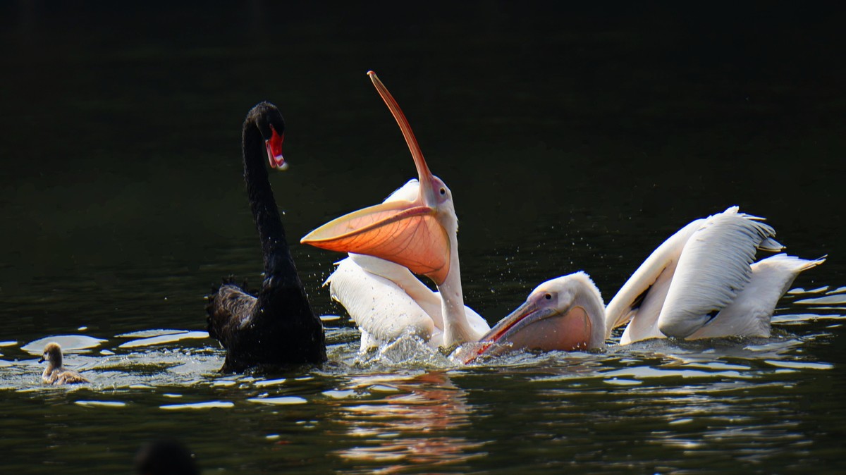 【2017】天鹅湖（14）：丑小鸭险遭生吞，黑天鹅舍命救崽