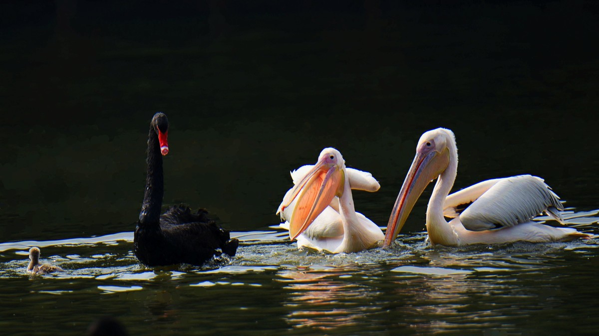 【2017】天鹅湖（14）：丑小鸭险遭生吞，黑天鹅舍命救崽