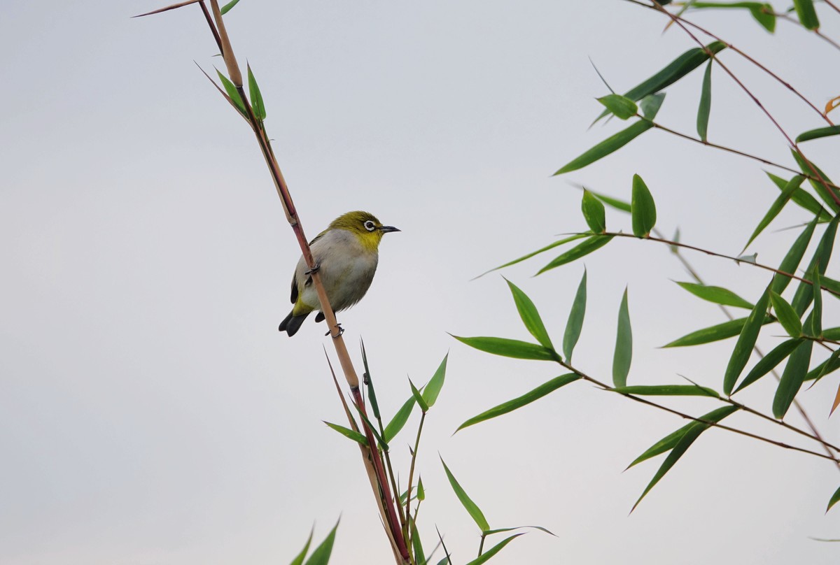 竹枝上的绣眼鸟