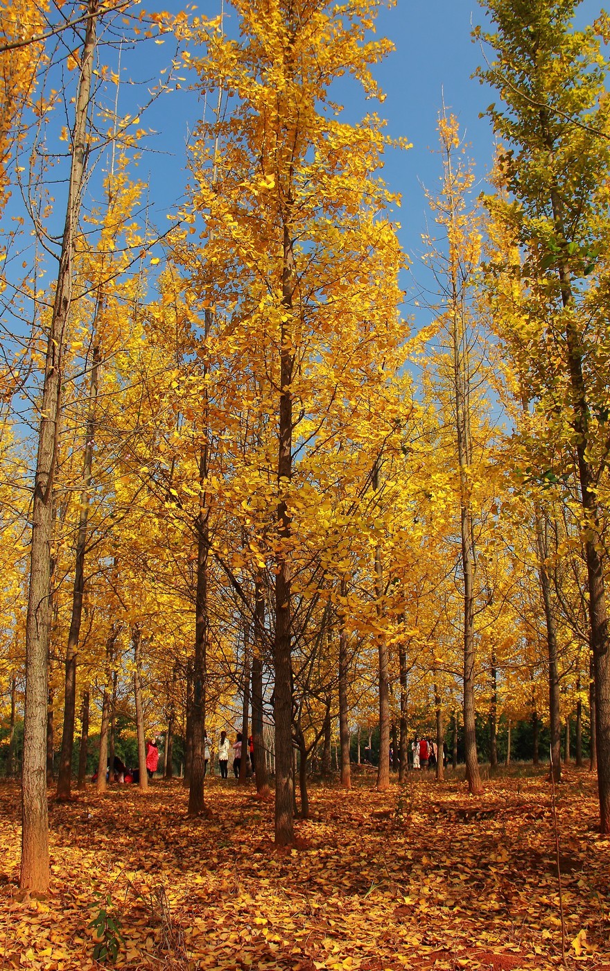 #佳能月赛-行走的印记# 2017那些流连忘返的美景。