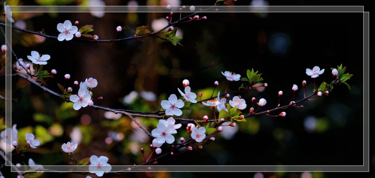 春暖香濃笑花開2