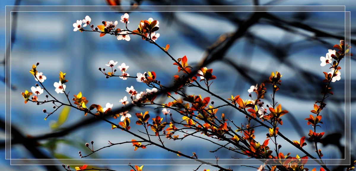 春暖香浓笑花开2