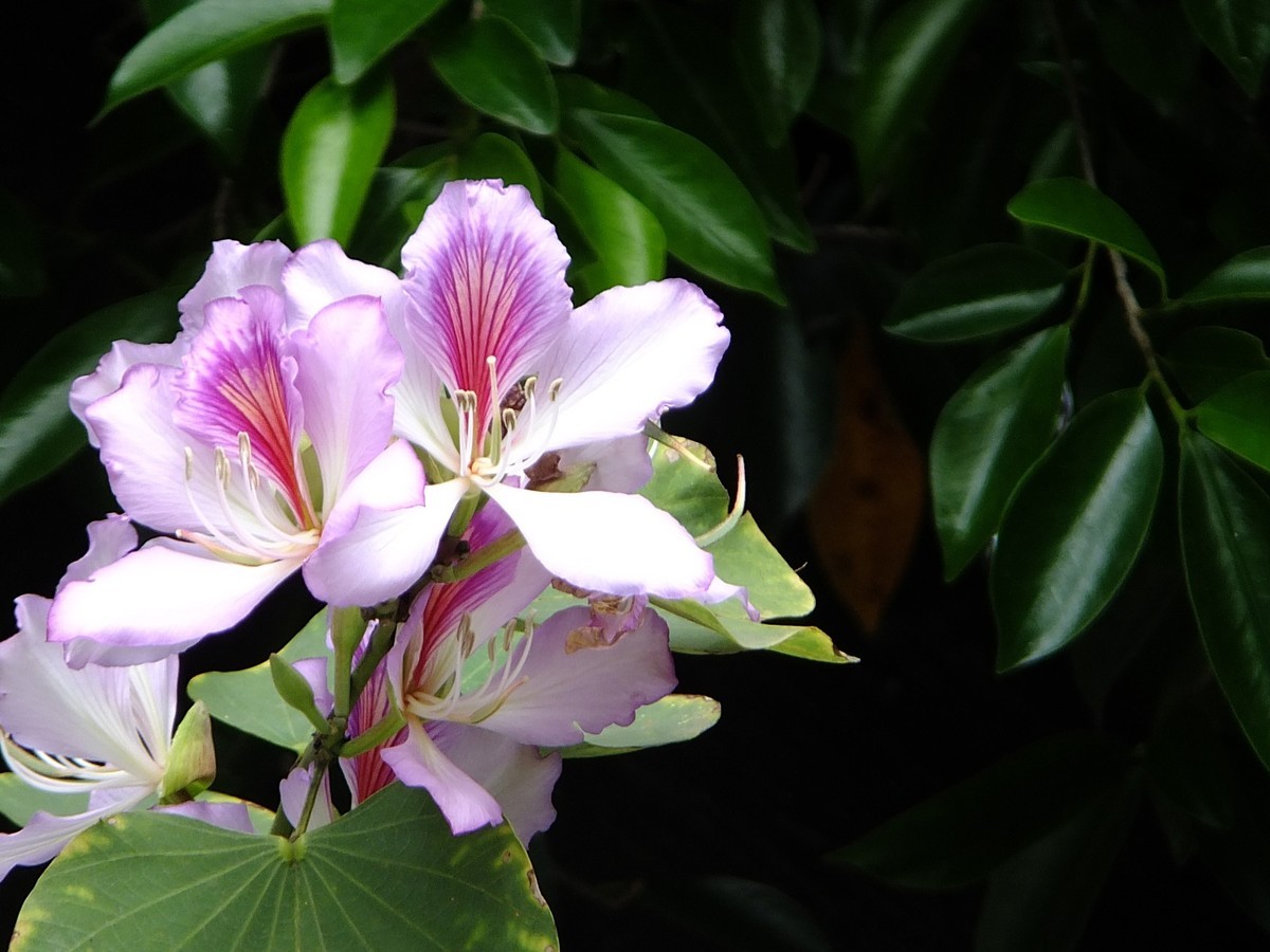 紫荆花开报春来