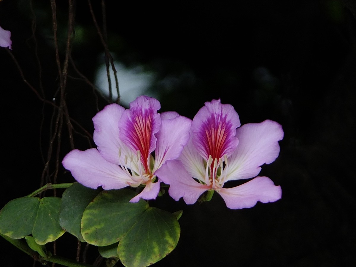 紫荆花开报春来
