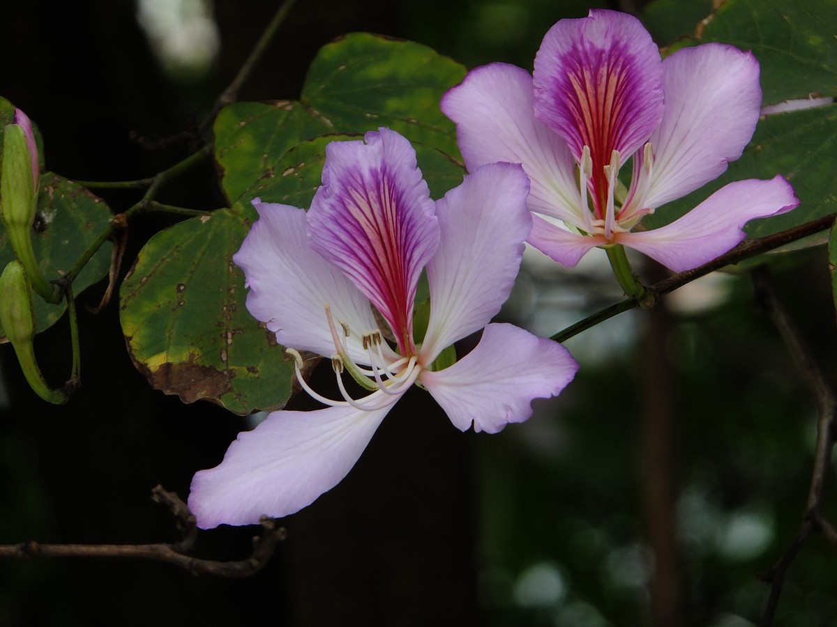 紫荆花开报春来