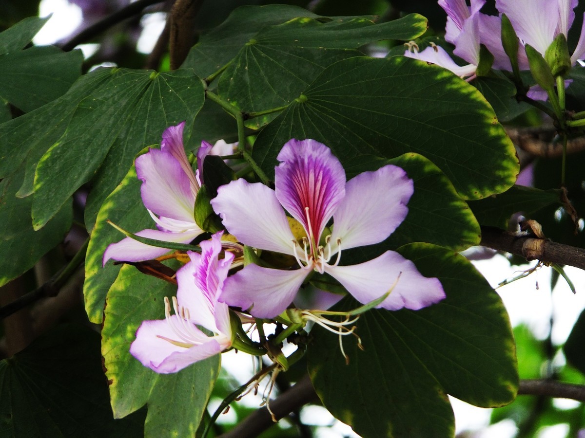 紫荆花开报春来