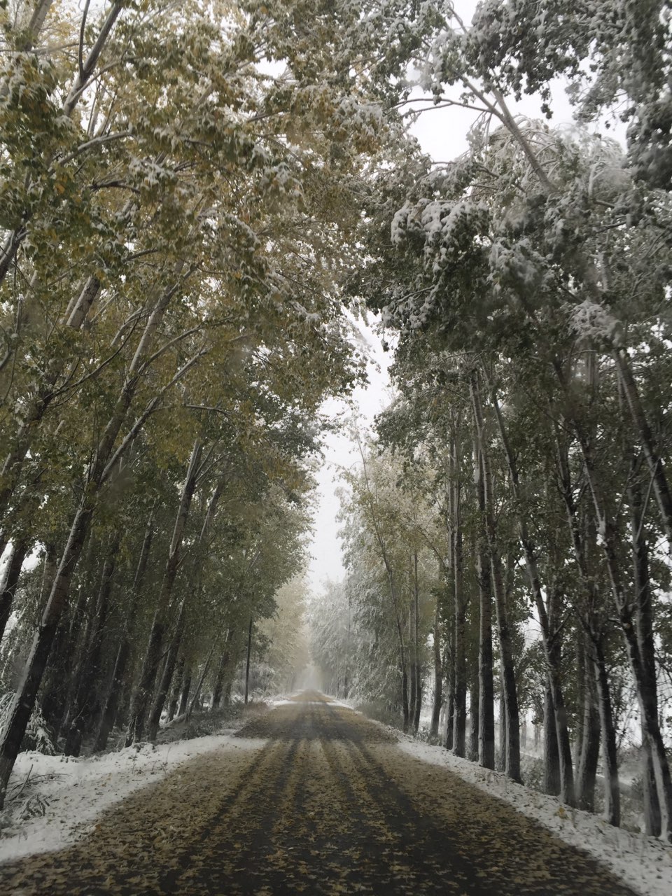 别人的金秋，我的银秋