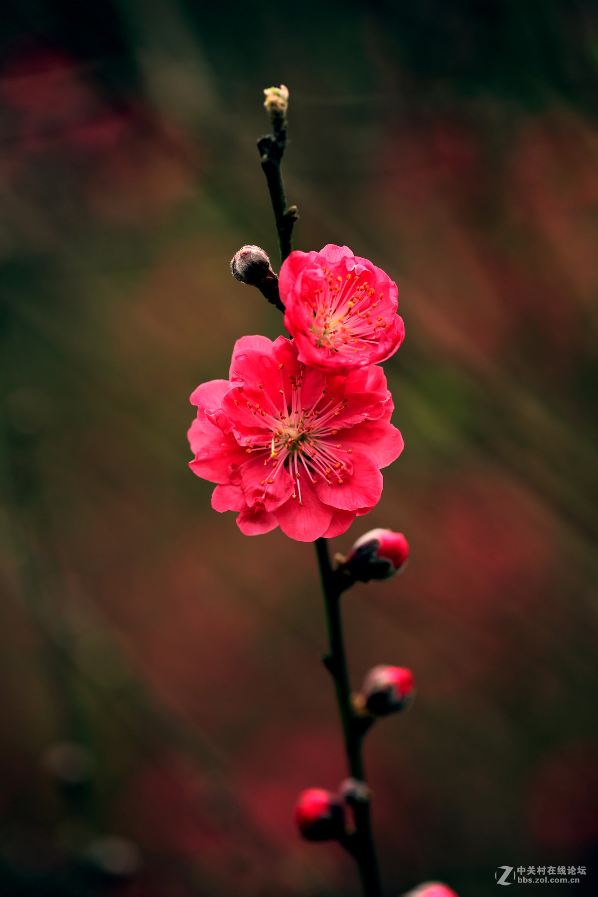 桃花朵朵開