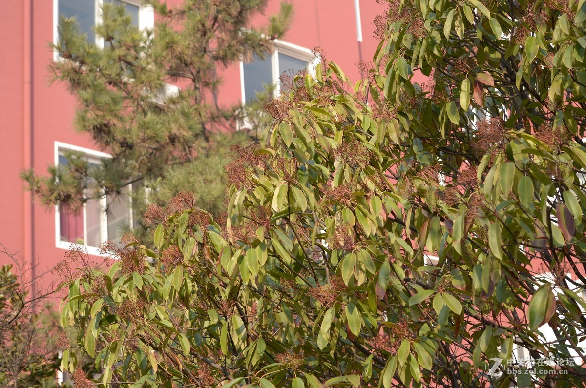 55 300 试镜 鸟 猫 人 景 机 都有