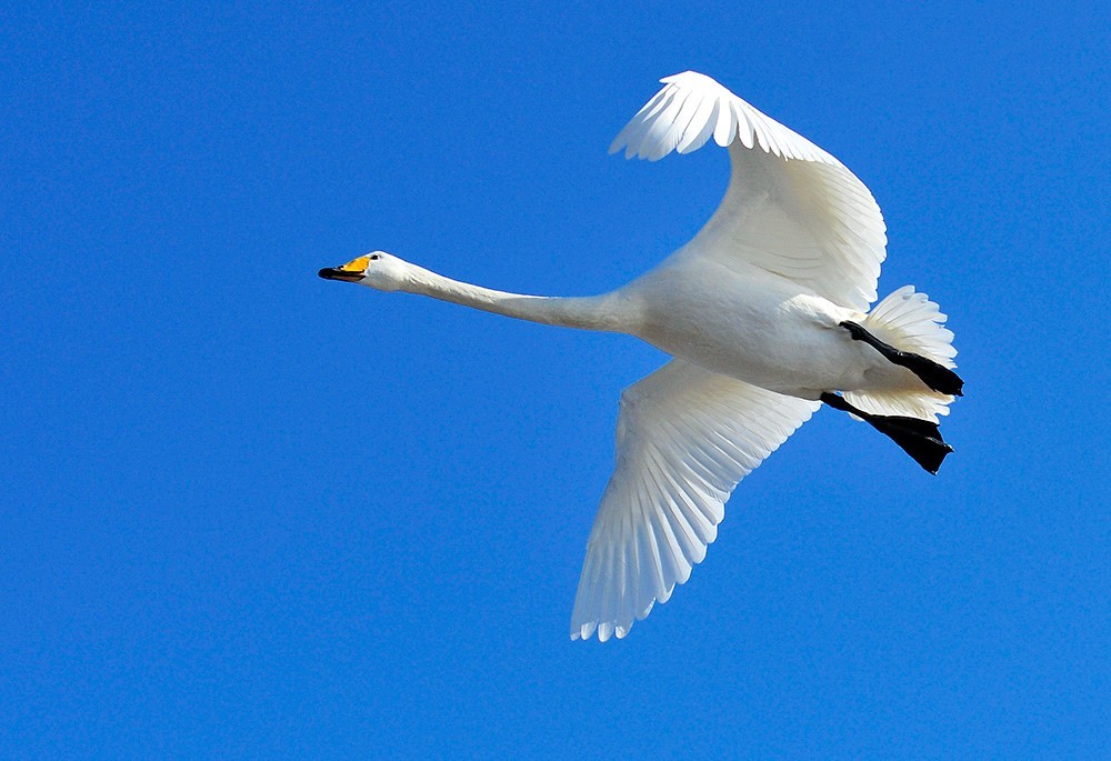 转载一组尼粉精彩打鸟