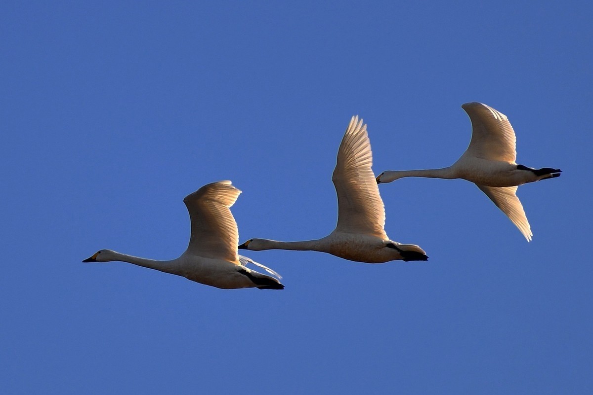 转载一组尼粉精彩打鸟