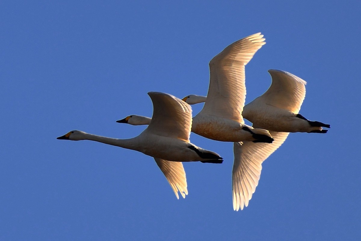 转载一组尼粉精彩打鸟