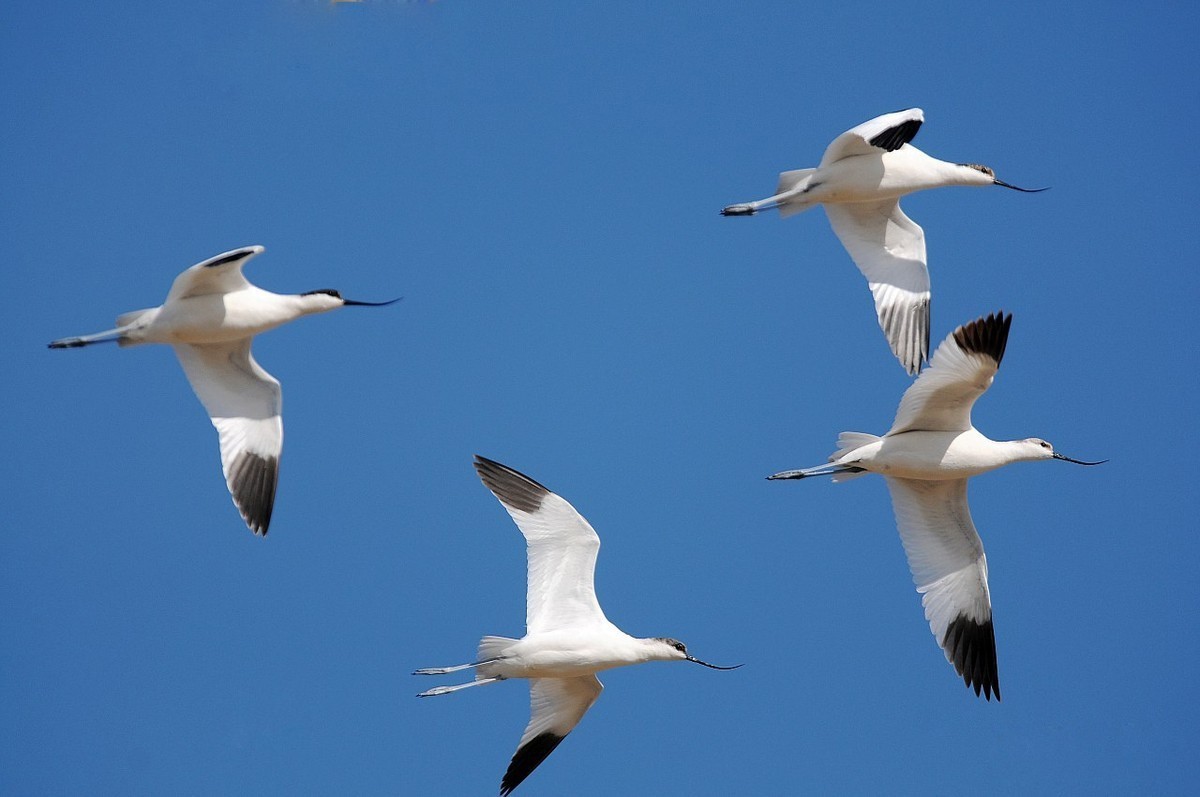 转载一组尼粉精彩打鸟