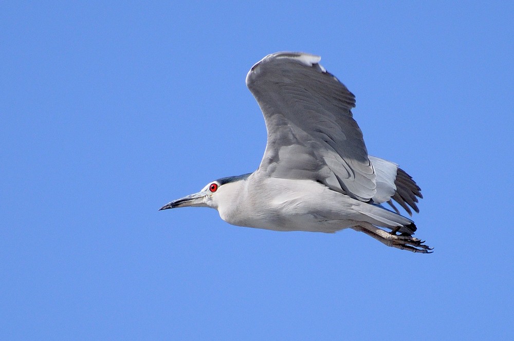 转载一组尼粉精彩打鸟