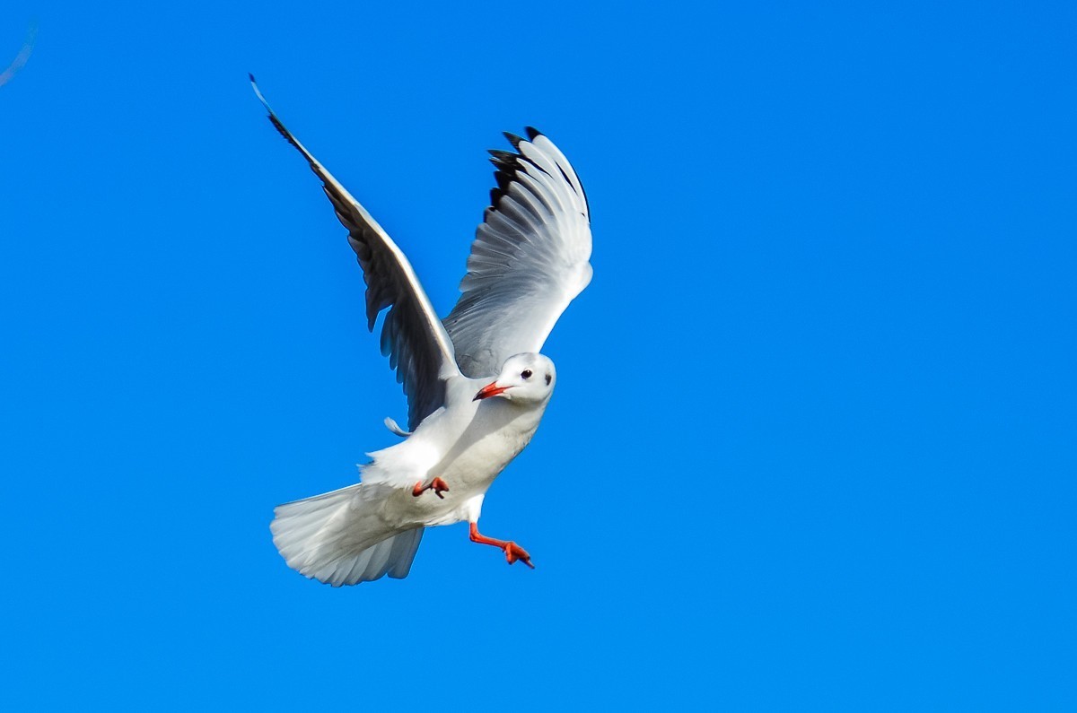 转载一组尼粉精彩打鸟