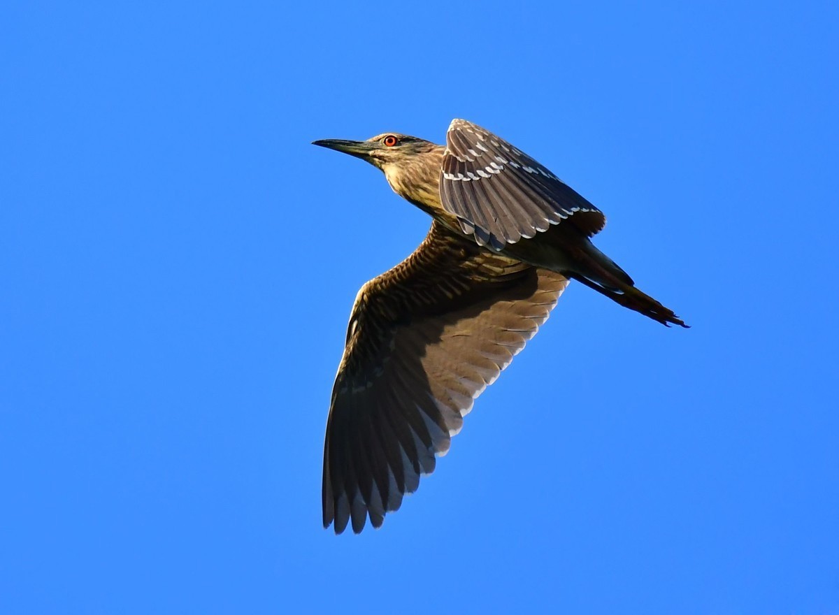 转载一组尼粉精彩打鸟