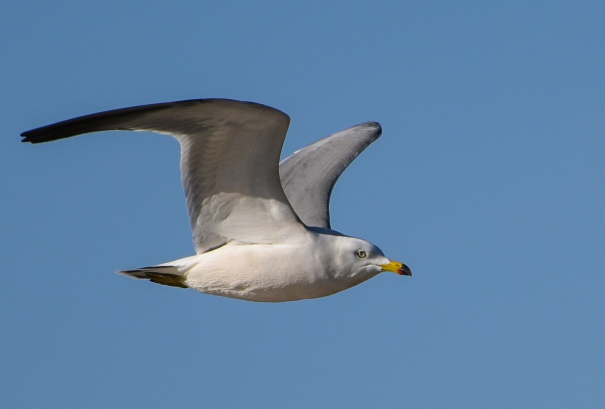转载一组尼粉精彩打鸟