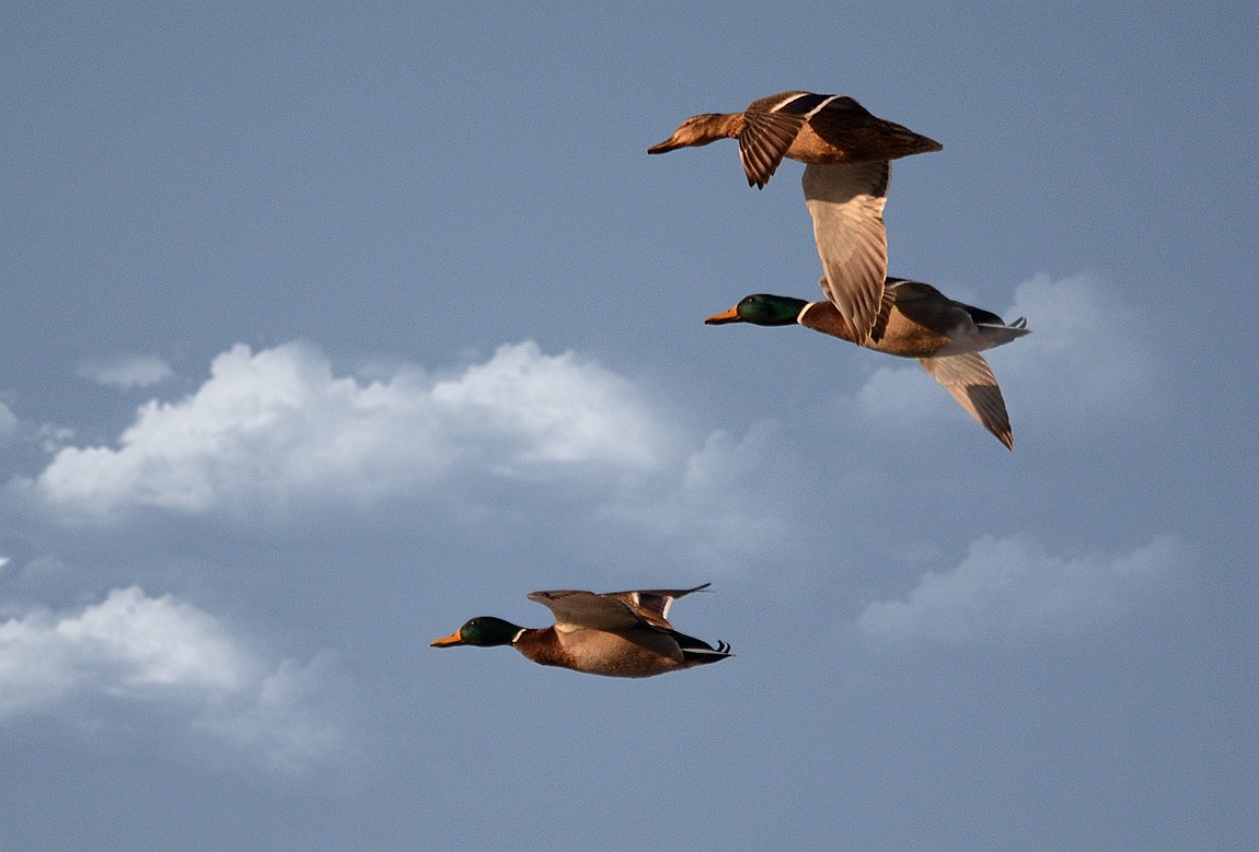 转载一组尼粉精彩打鸟