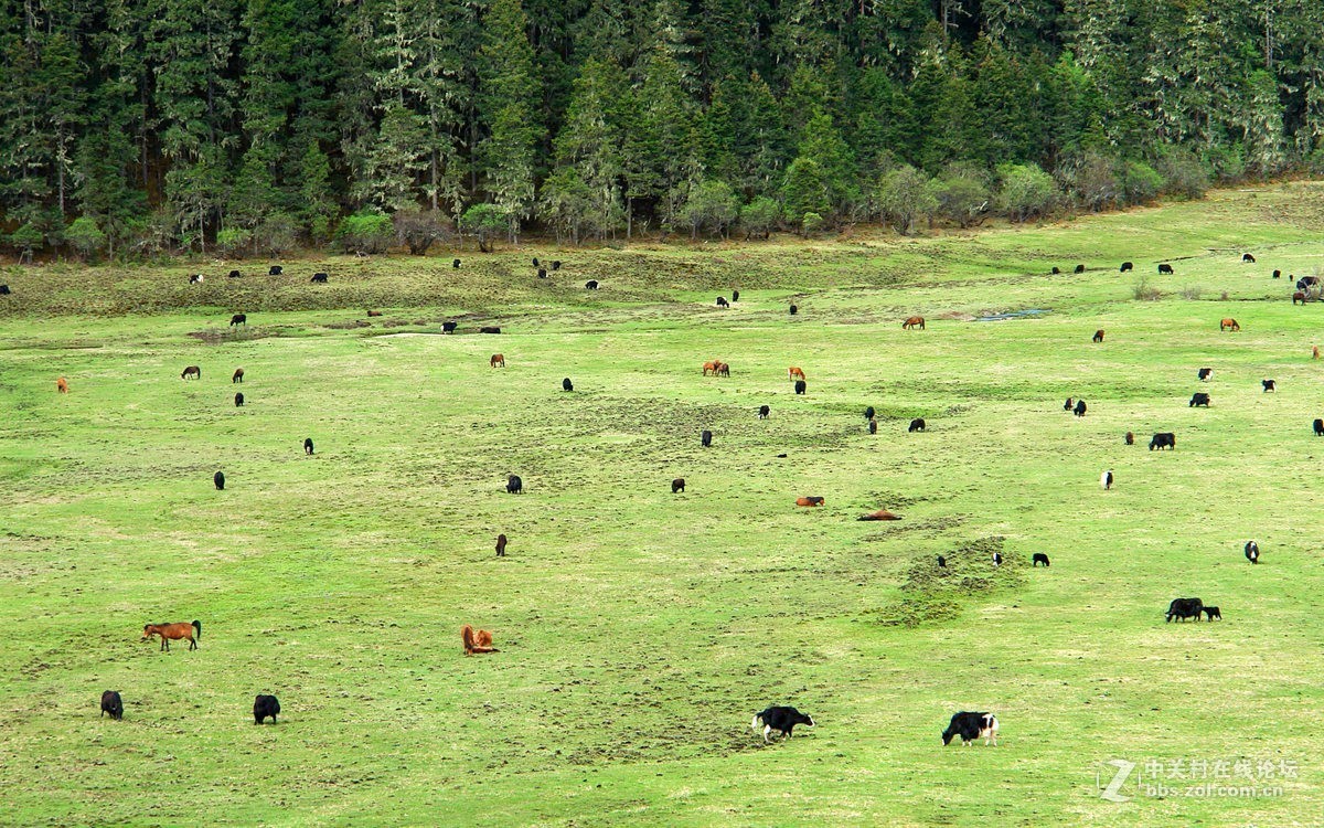 香格里拉高原牧场