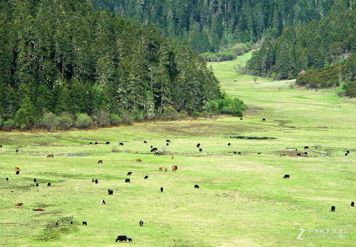 香格里拉高原牧场