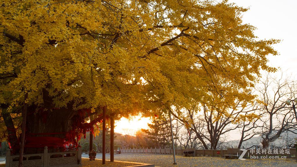 安丘公冶长书院千年银杏