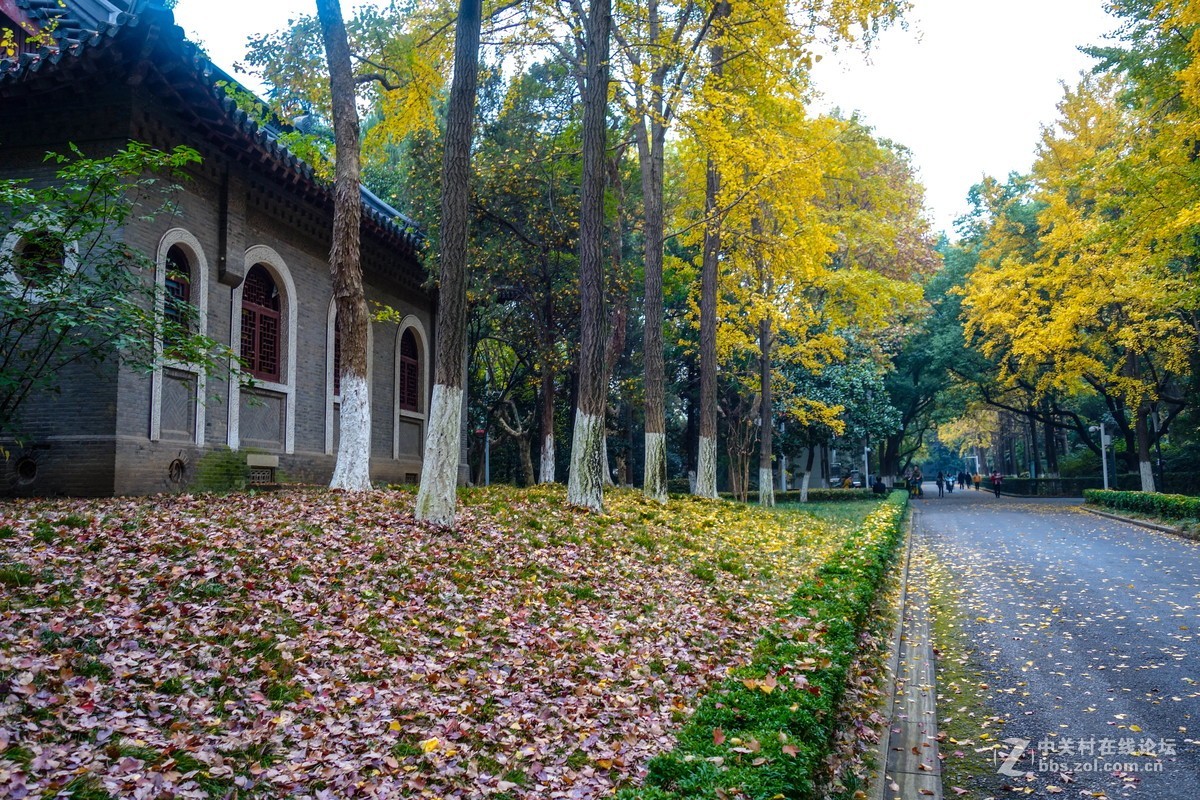 南京大学秋色美