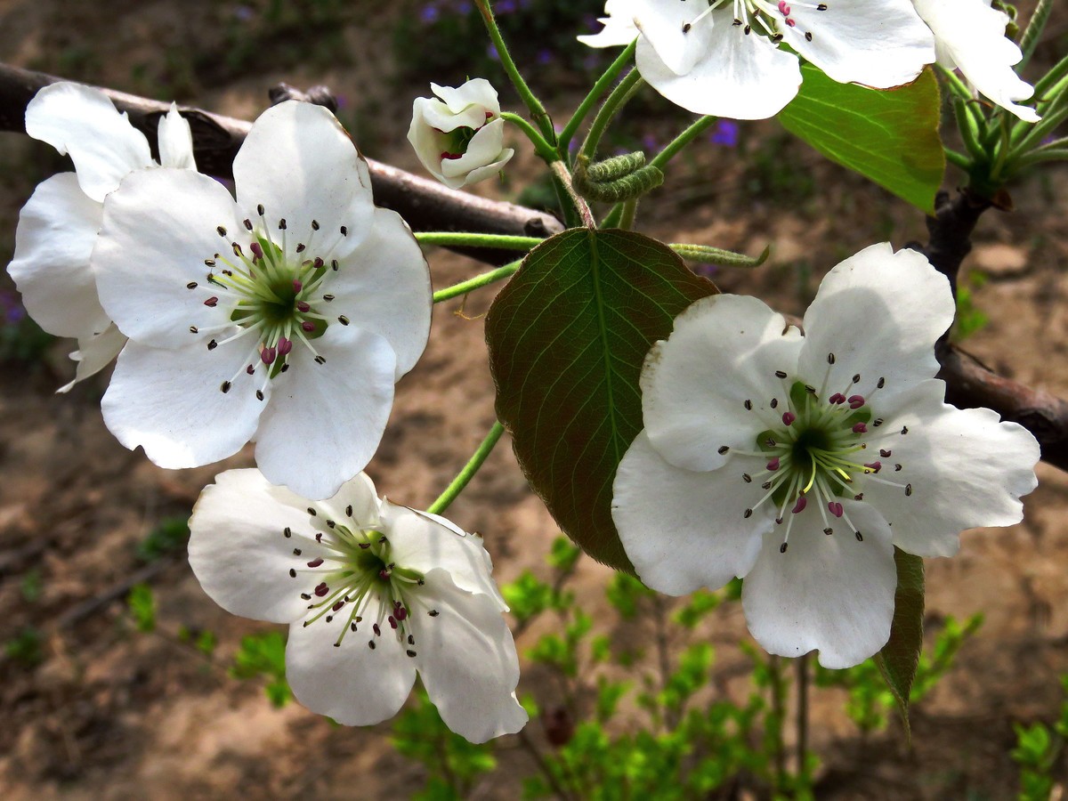狗年愚人节拍花