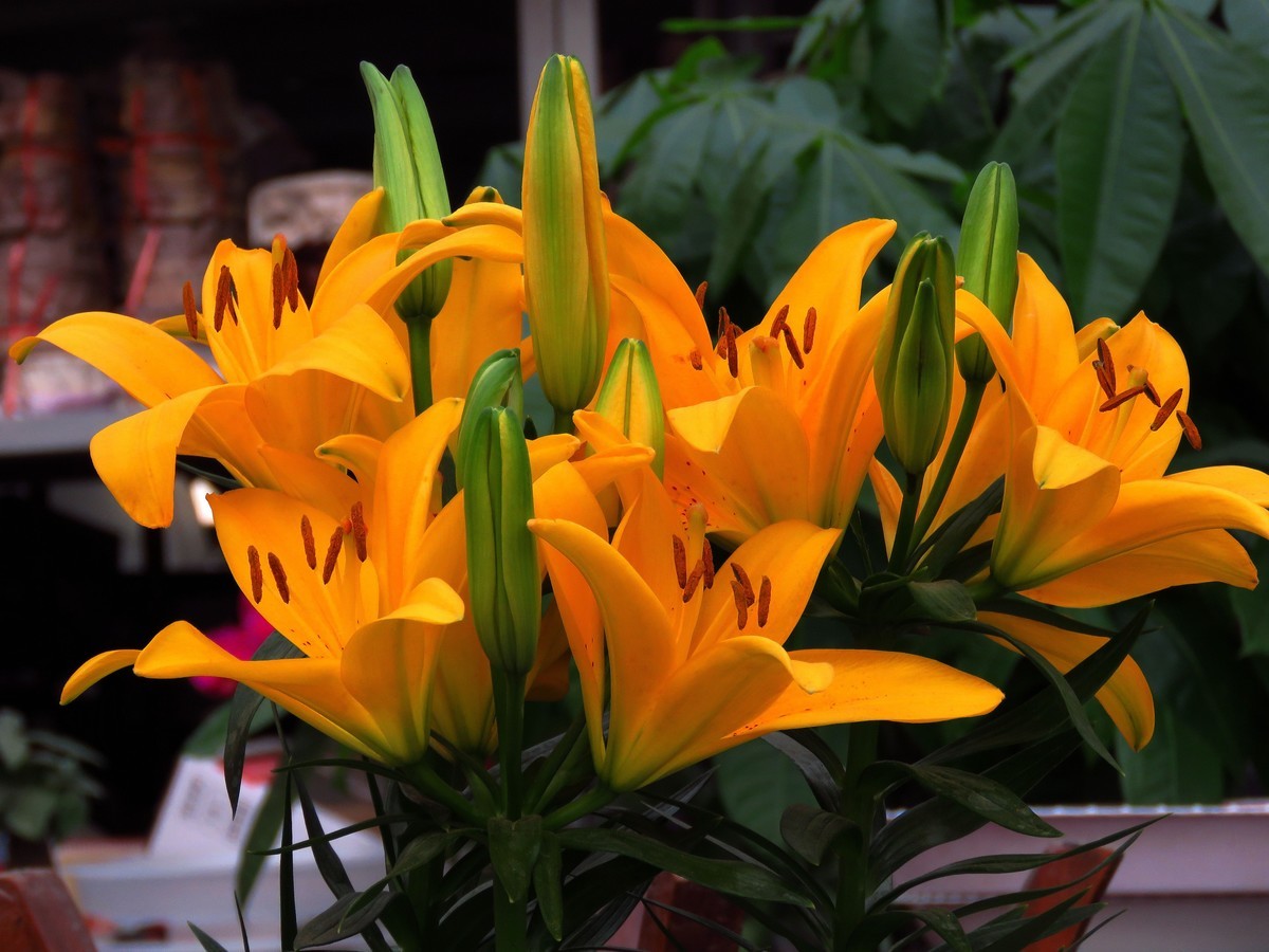 狗年愚人节拍花