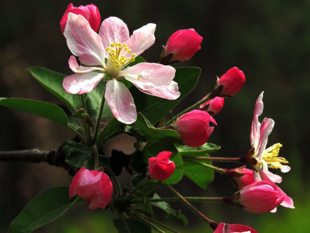 狗年愚人节拍花