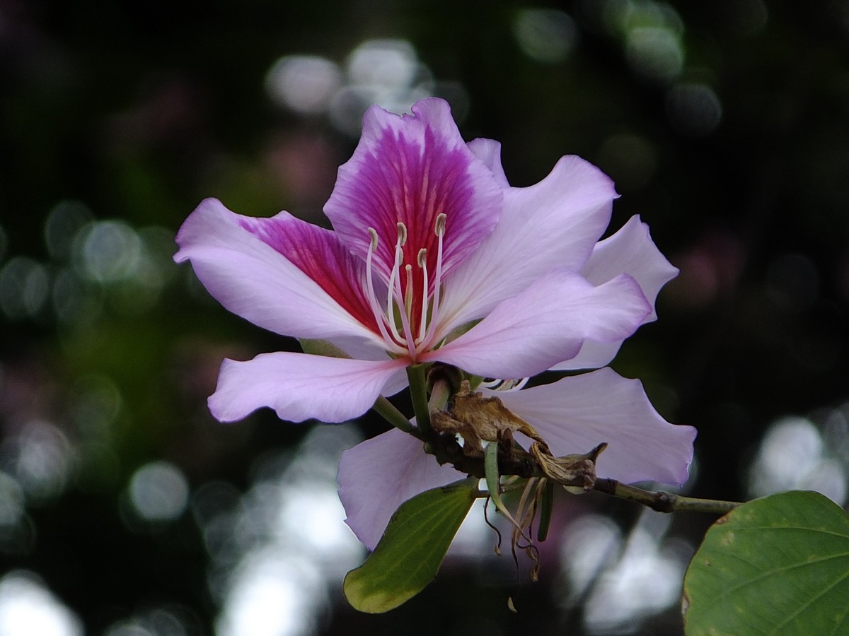 洋紫荆花蕊图片