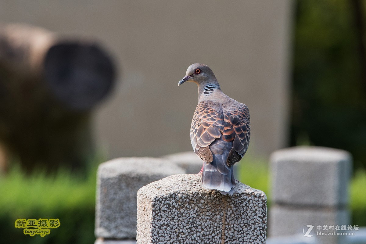 #佳能EOS M6-定格光影#多姿多彩的夏日