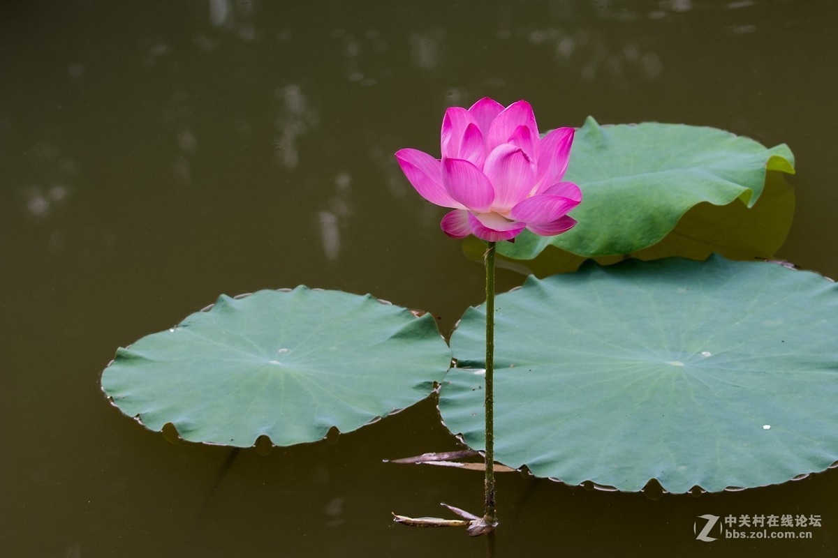 #佳能EOS M6-定格光影#多姿多彩的夏日