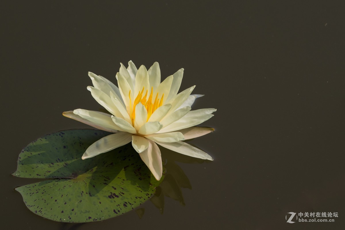 #佳能EOS M6-定格光影#多姿多彩的夏日