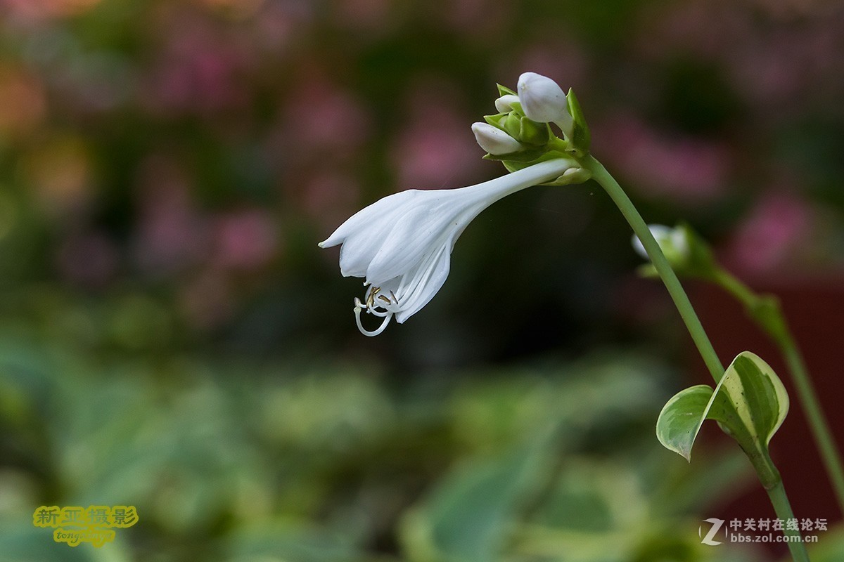 #佳能EOS M6-定格光影#多姿多彩的夏日