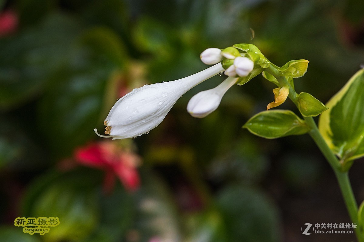 #佳能EOS M6-定格光影#多姿多彩的夏日