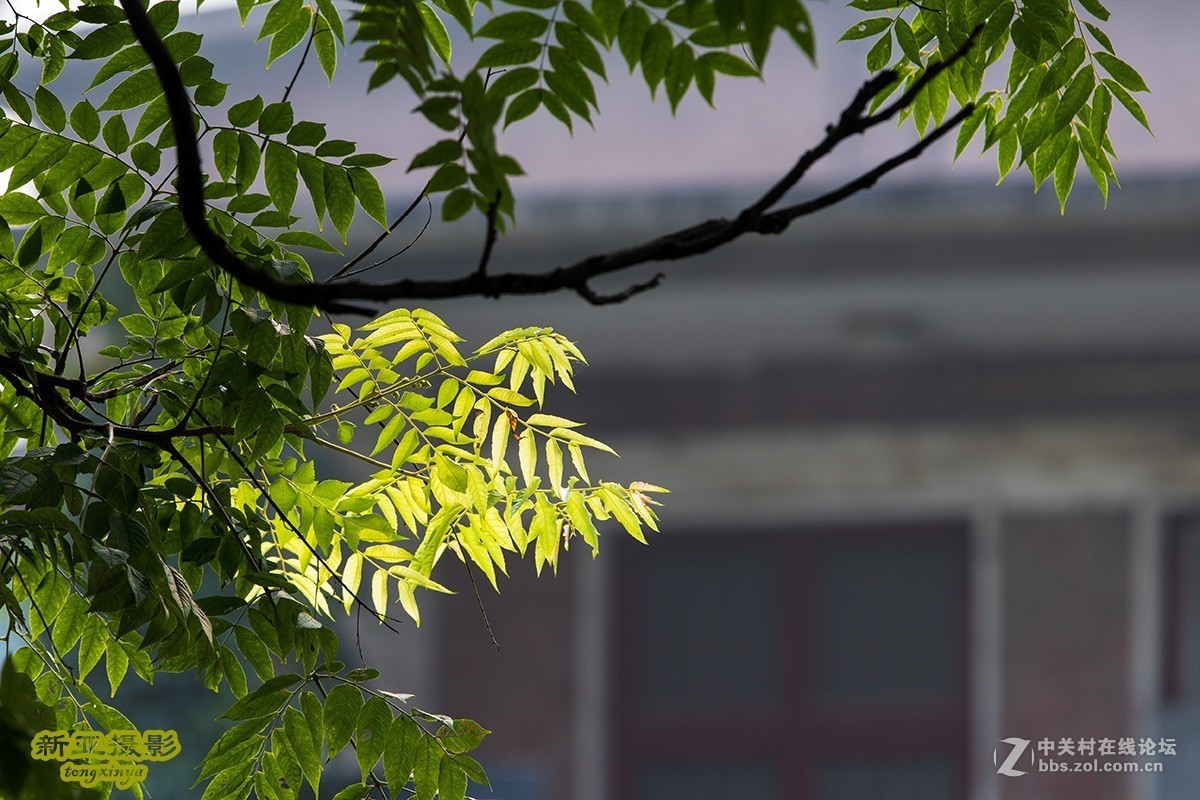 #佳能EOS M6-定格光影#多姿多彩的夏日