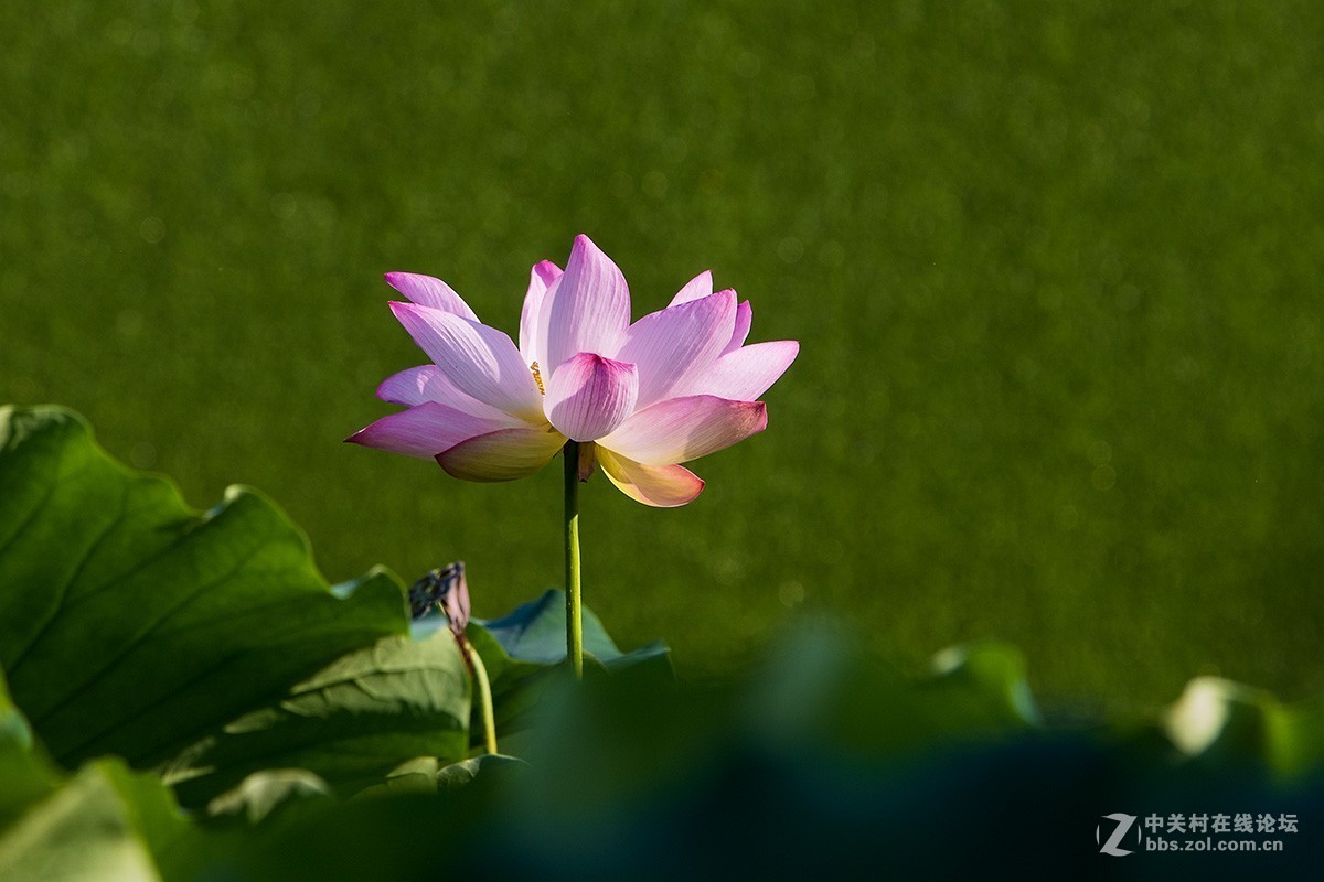 #佳能EOS M6-定格光影#多姿多彩的夏日