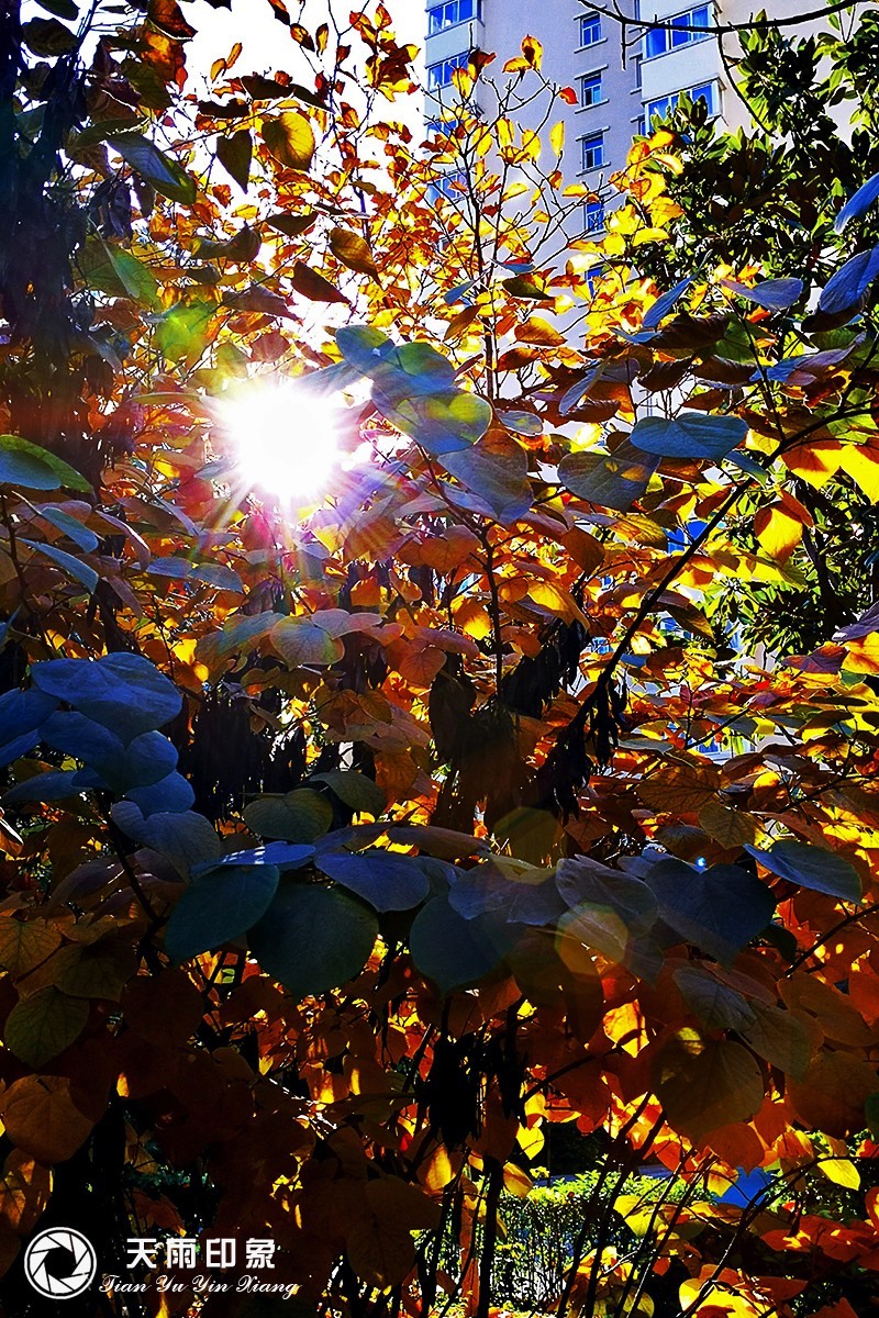 光影-中关村在线摄影论坛