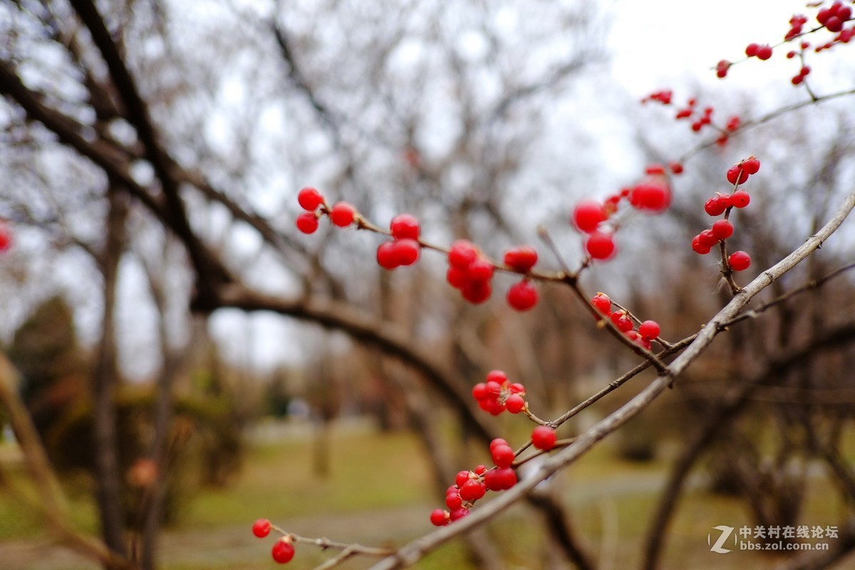 这个镜头太值了！拍一组【冬天里的美丽……】