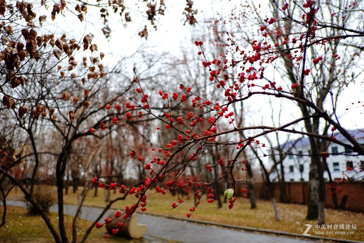 这个镜头太值了！拍一组【冬天里的美丽……】