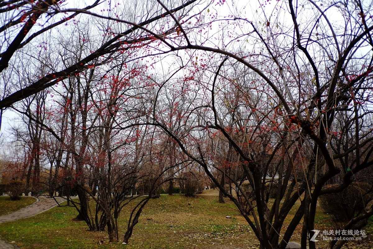 这个镜头太值了！拍一组【冬天里的美丽……】