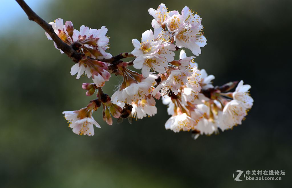 毛櫻桃花