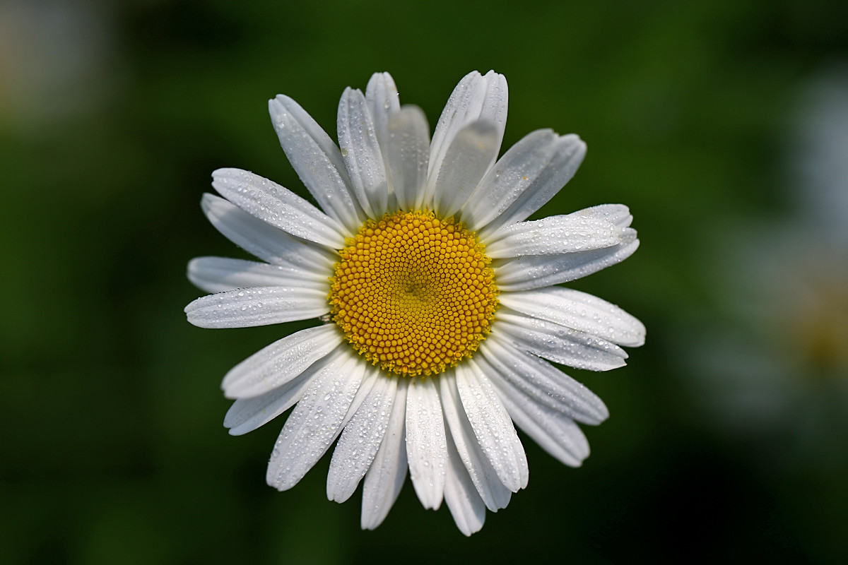 白晶菊