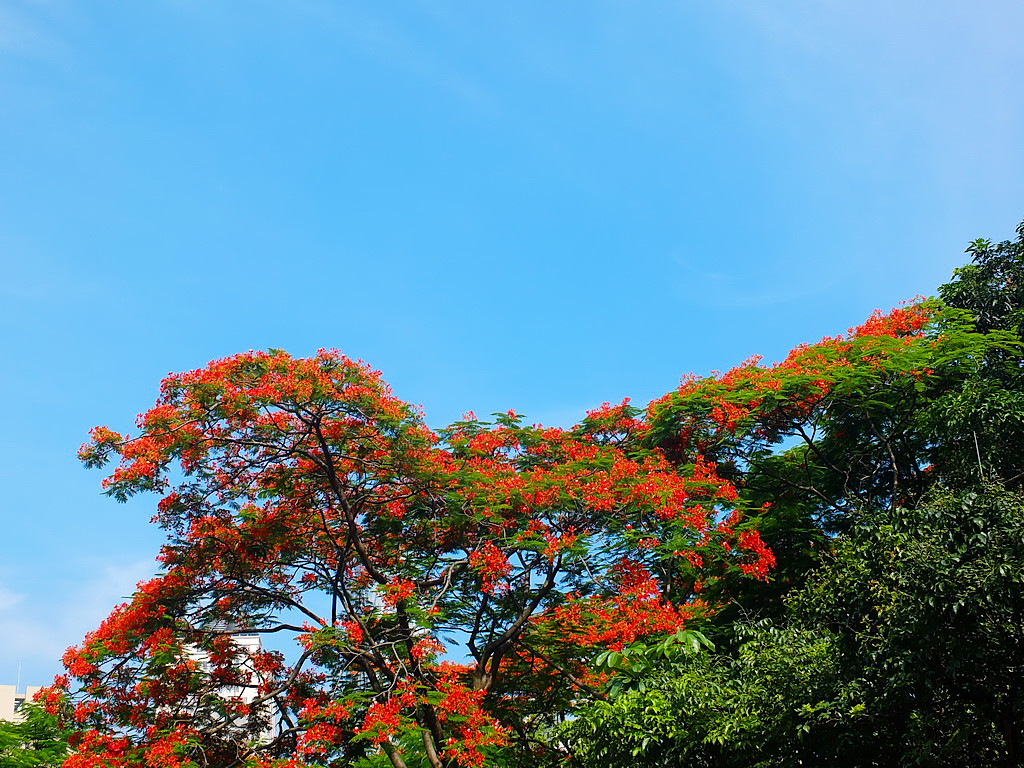 蓝天与凤凰花