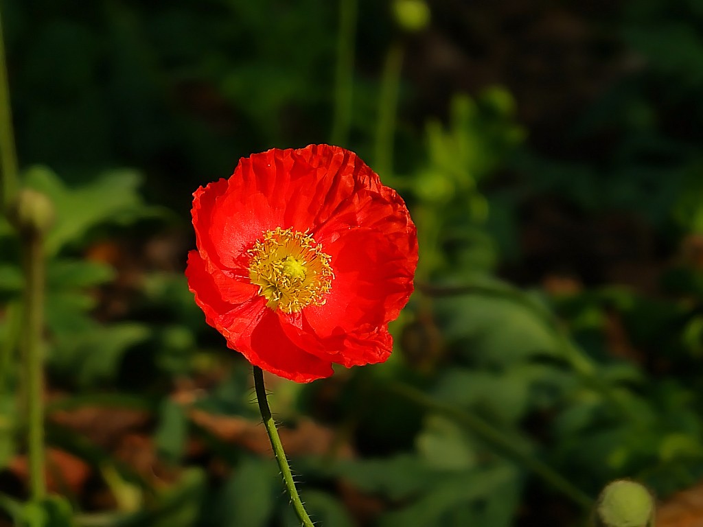【虞美人花】