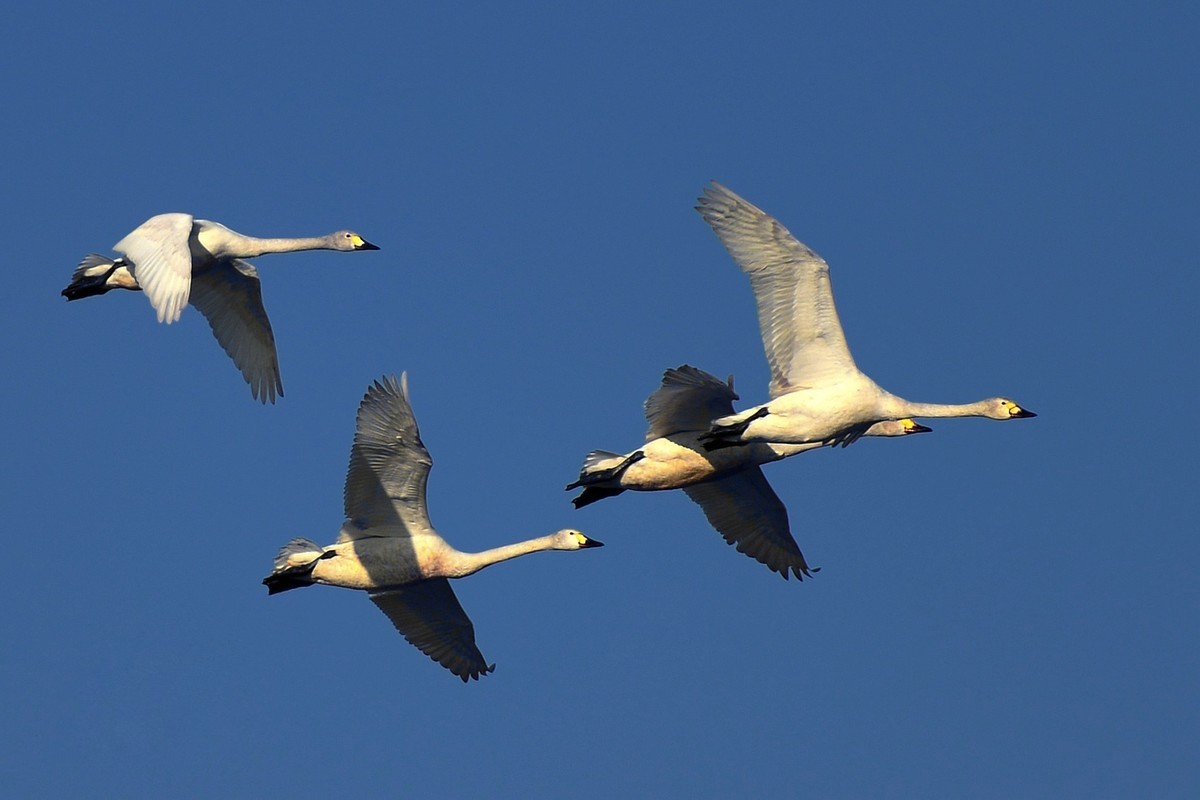 转载一组尼粉精彩打鸟